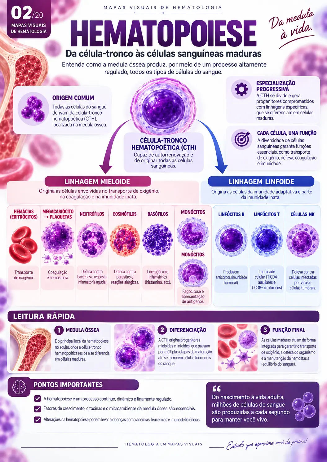 Hematopoiese — Formação das Células Sanguíneas